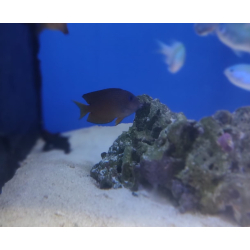 Centohatueus binotatus S